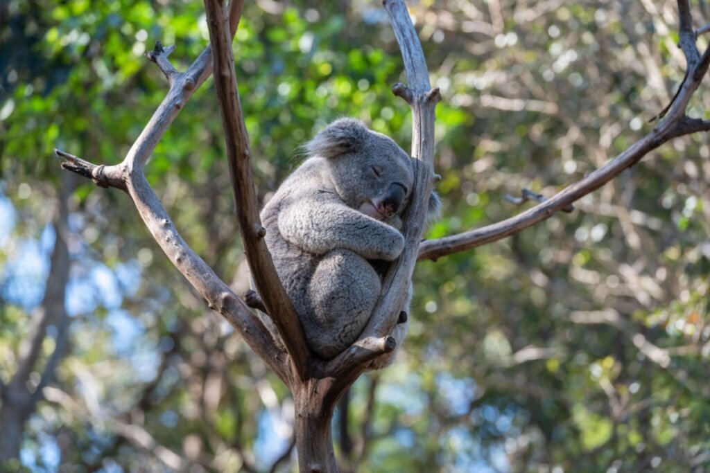 Coala dormindo em cima de um galho de árvore