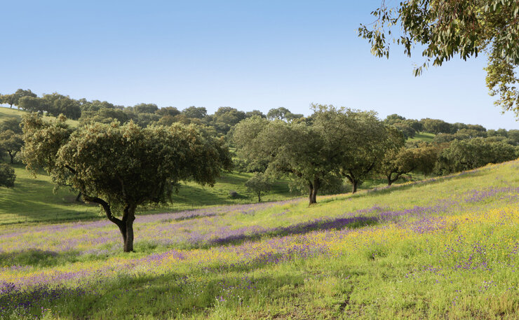 Curiosidades que você não sabia sobre a cortiça produzida no Alentejo
