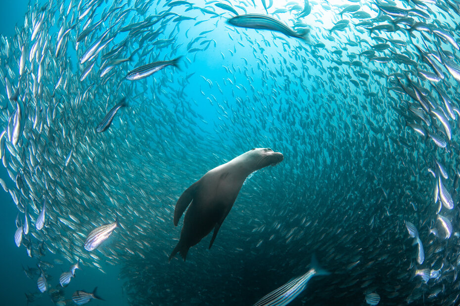 Galápagos Galápagos