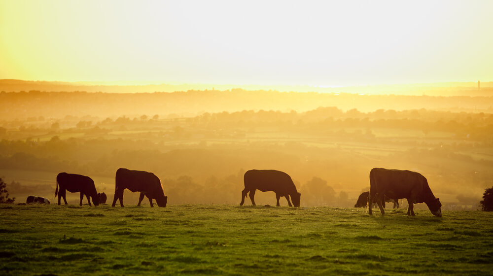 Estiagem ainda é motivo de preocupação para pecuaristas do Mato Grosso