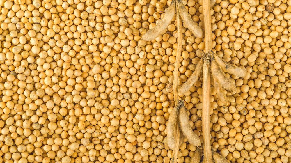 Produção de grãos deve superar os 260 milhões de toneladas na safra 2021/2