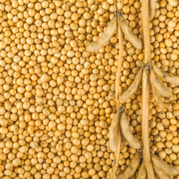Produção de grãos deve superar os 260 milhões de toneladas na safra 2021/2