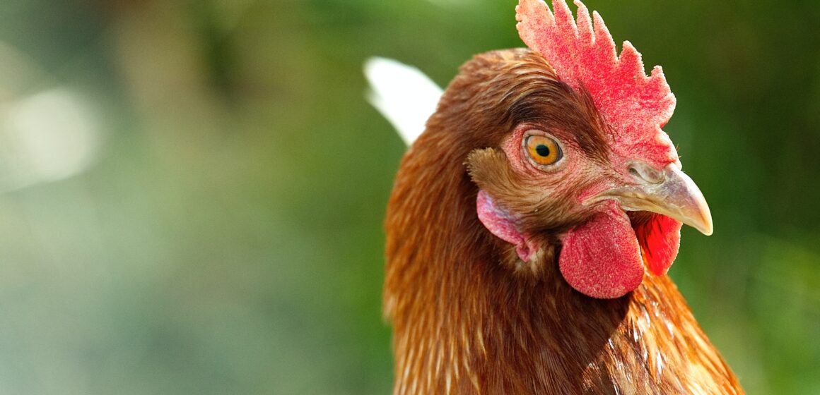 max-kleinen-SzOf0MkLF2M-unsplash-1 PIB do agronegócio deve crescer acima do esperado em 2021