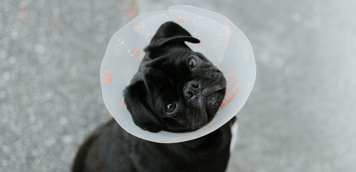 Hospital Veterinário do DF recebe R$ 10 milhões e vai dobrar capacidade