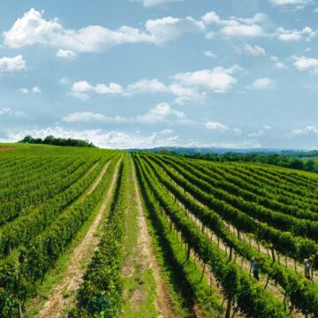 Primeira Indicação de Procedência de vinhos tropicais do mundo será brasileira.