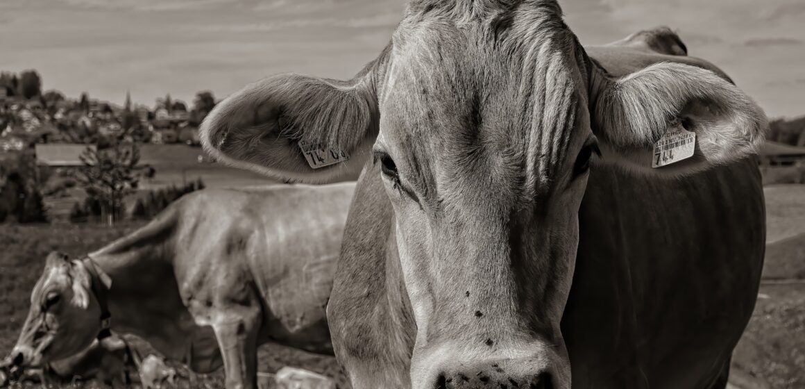 ricardo-gomez-angel-cUzRA6JxduY-unsplash China acena para investimentos no agronegócio brasileiro
