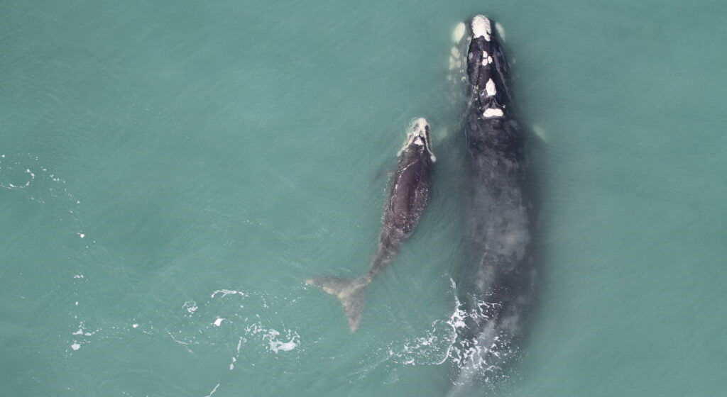 Rota da Baleia-Franca atrai turistas na Praia do Rosa/SC