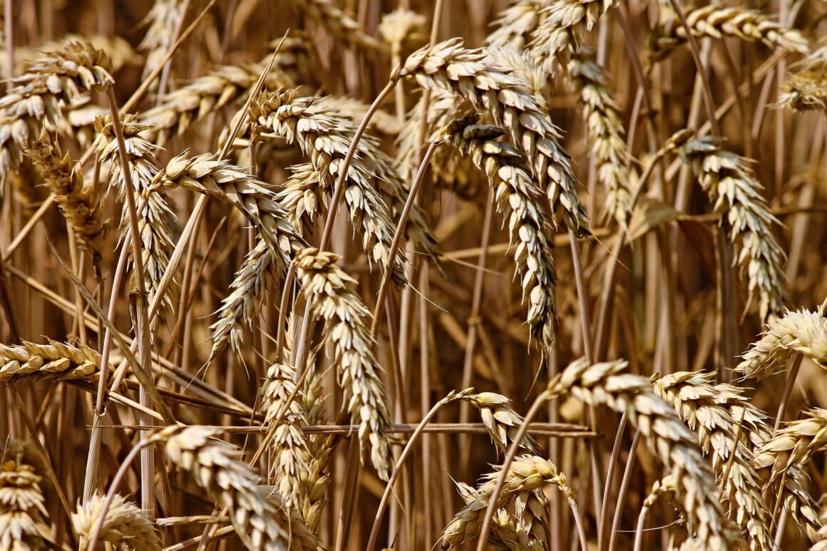 Safra de trigo em Santa Catarina deve atingir 290 mil toneladas