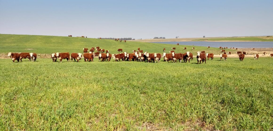 article Cultivo de cereais de inverno avança no Rio Grande do Sul