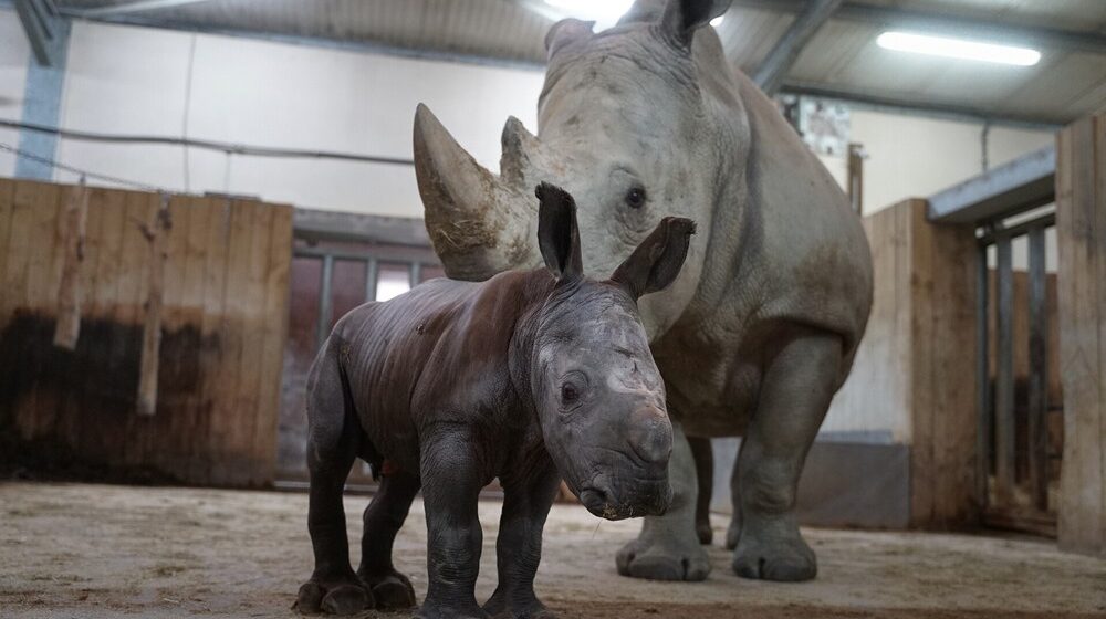 Bebê rinoceronte ameaçado de extinção nasce em zoológico na França