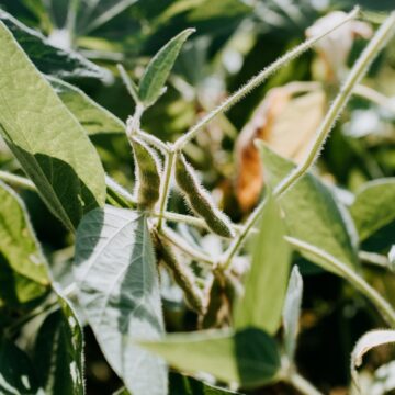 Mato Grosso atinge mais de 83% das áreas semeadas com soja