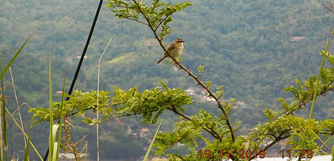 COP26: RJ promete cobertura de Mata Atlântica em 40% do estado em 2050