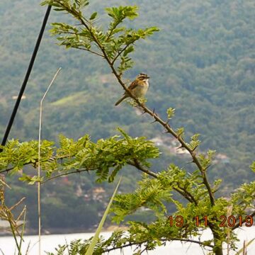 COP26: RJ promete cobertura de Mata Atlântica em 40% do estado em 2050