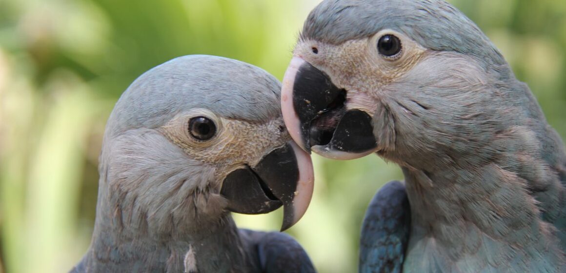 Parceria entre ministério e Unesco premiará projetos de biodiversidade