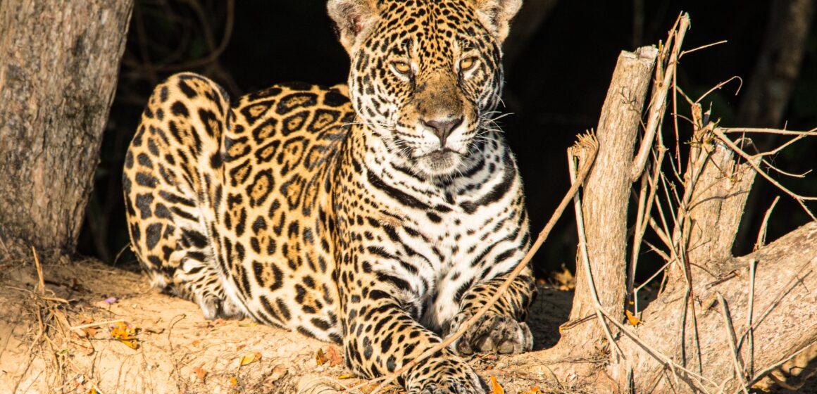 Ecoturismo é aliado na conservação do Pantanal