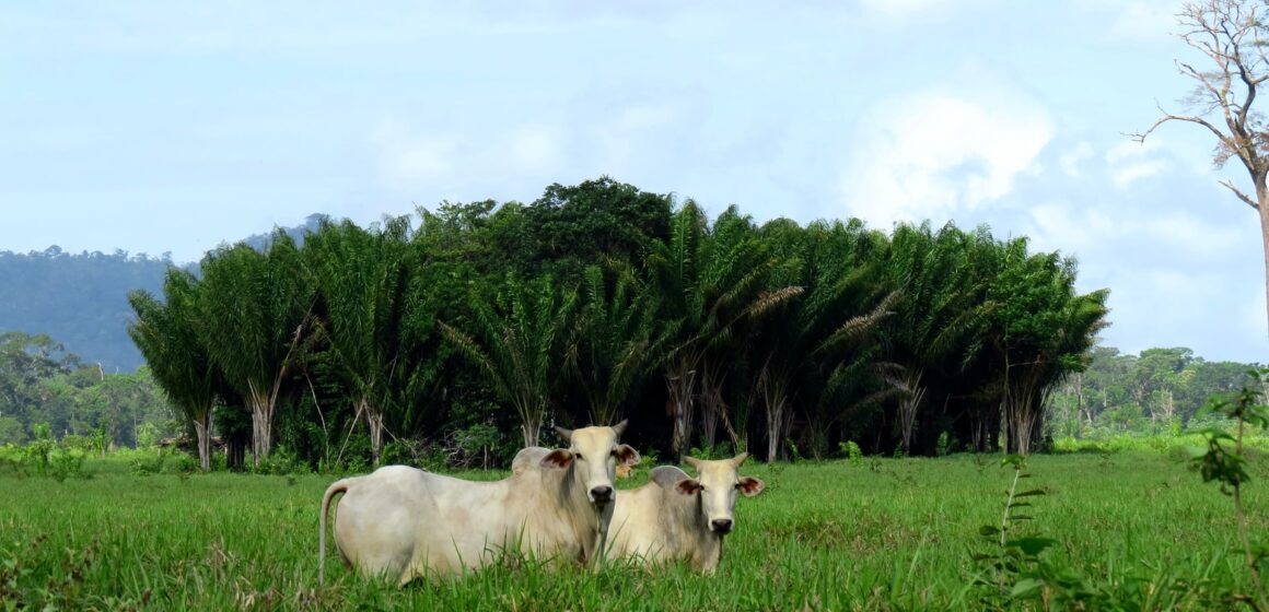 MAPA e  BNDES assinam acordo de cooperação técnica sobre pecuária bovina de baixo carbono