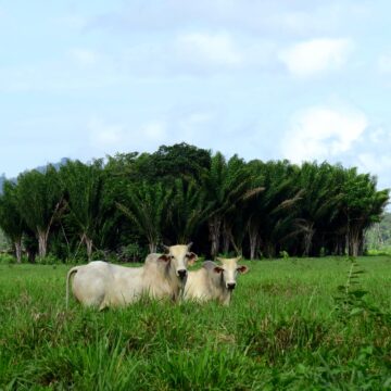 MAPA e  BNDES assinam acordo de cooperação técnica sobre pecuária bovina de baixo carbono