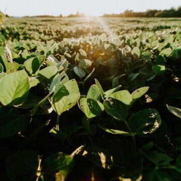 Colheita de soja ultrapassa 50% em todo o país