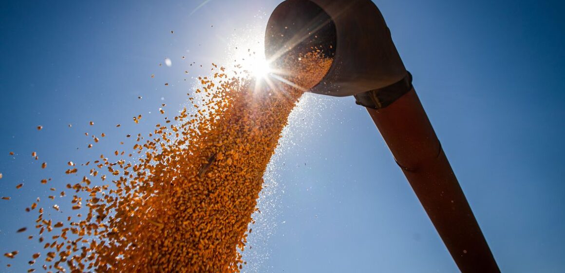 Safra de grãos deve subir 6,4% em 2022, estima Conab
