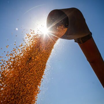 Safra de grãos deve subir 6,4% em 2022, estima Conab
