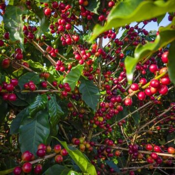 Produção Agropecuária de 2022 é estimado em R$ 1,236 trilhão