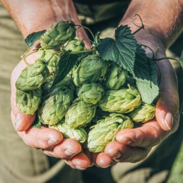 Teresópolis recebe título de Capital Nacional do Lúpulo