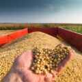 Vendas de soja 2022/23 do Brasil atingem 17,3% do total esperado