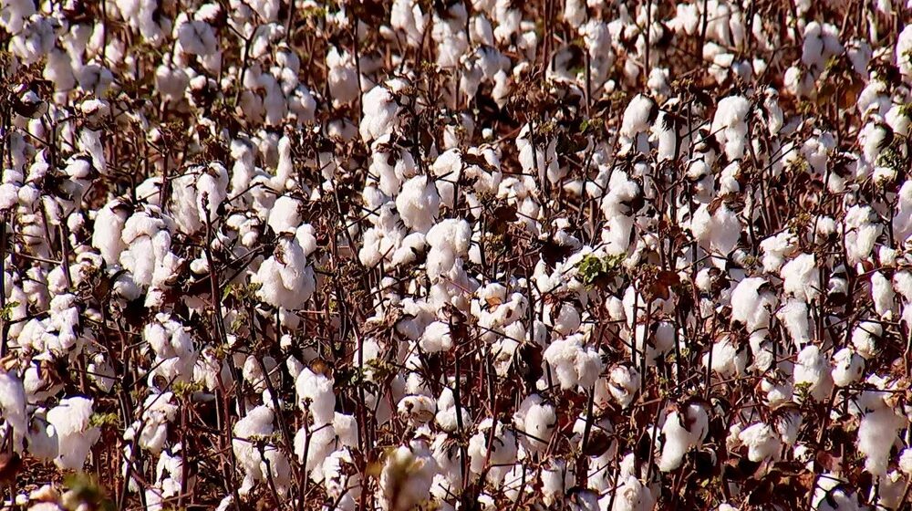 Rondônia deve ter safra recorde de algodão em 2022, apontam especialistas