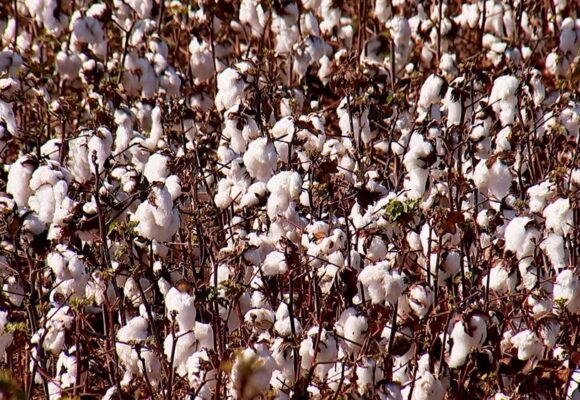 Rondônia deve ter safra recorde de algodão em 2022, apontam especialistas