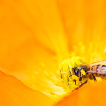 Mel de abelha: entenda sobre as variações de cores, sabores e propriedades