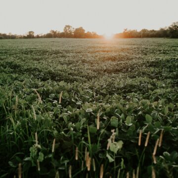 meredith-petrick-TCcA-nibnCc-unsplash Banco Mundial apoia projeto para sustentabilidade da soja e da pecuária