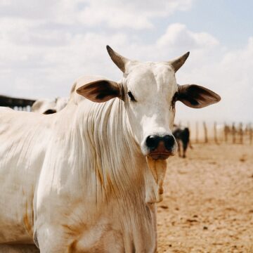 andrey-camara-U-cc6ac5chg-unsplash Boi gordo tem queda de preços pelo 4° mês consecutivo