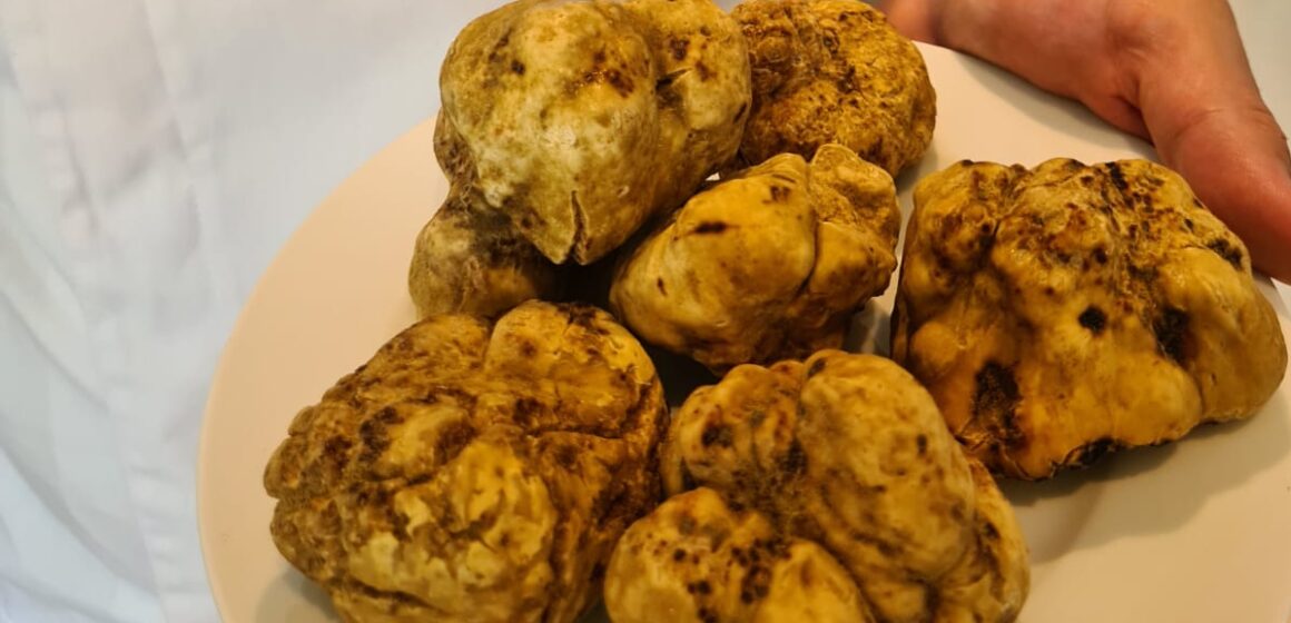 Festival de trufas brancas em Brasília