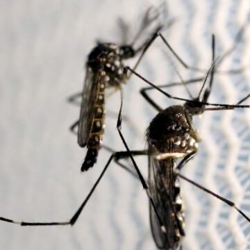 CTNBio aprova biossegurança de vacina contra a dengue