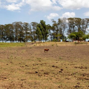 Geral Cidades gaúchas vão receber mais R$ 701 mil para combater seca