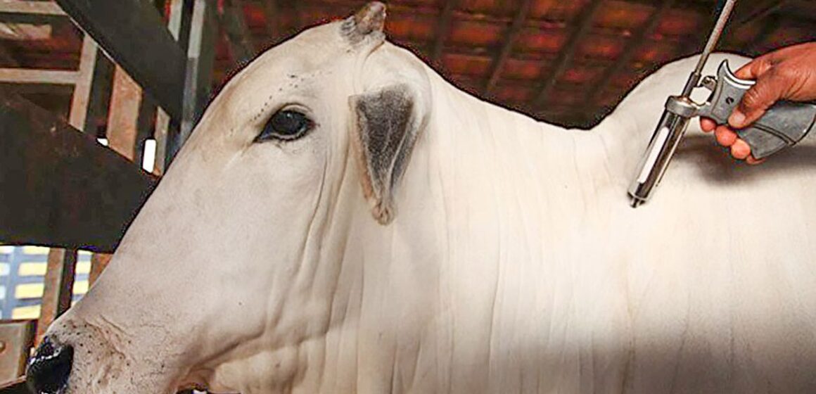 Febre aftosa: 1ª etapa da campanha de vacinação começa nesta segunda