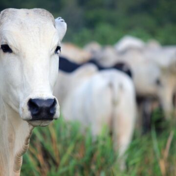 Vaca brasileira atinge valor de R$ 21 milhões em novo leilão