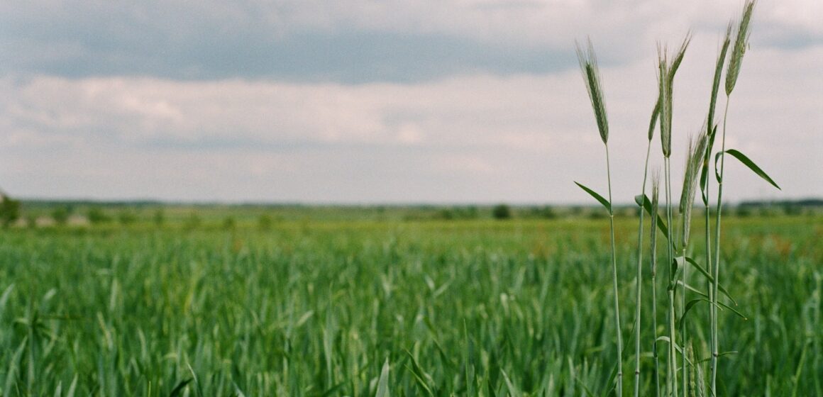 Entenda o que é e para que serve o mercado de carbono
