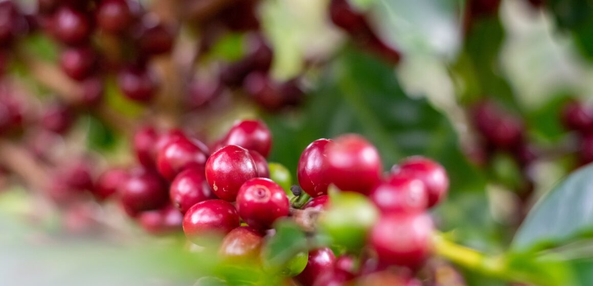 Produção de café no Brasil deve atingir 58,08 milhões de sacas em 2024, aponta Conab