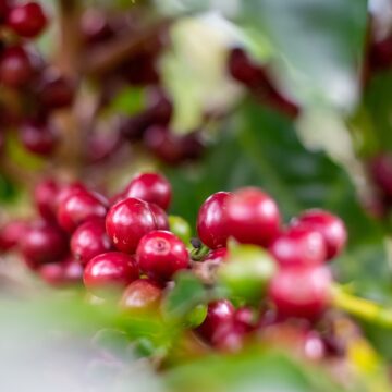Produção de café no Brasil deve atingir 58,08 milhões de sacas em 2024, aponta Conab