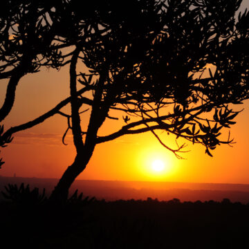 Cerrado brasileiro tem potencial para gerar US$ 72 bilhões por ano
