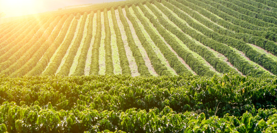 Agronegócio paulista mantém crescimento e impulsiona balança comercial