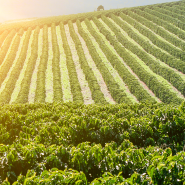 Agronegócio paulista mantém crescimento e impulsiona balança comercial