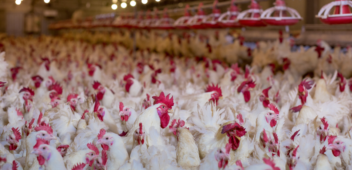 Exportações de frango do Brasil podem ganhar impulso com aprovação da UE