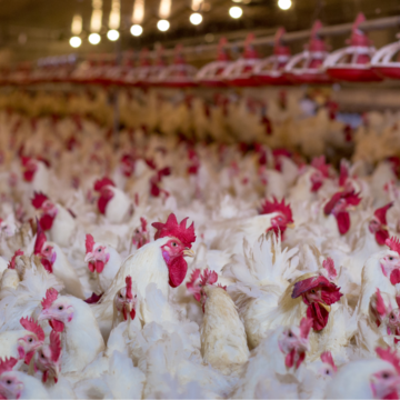 Exportações de frango do Brasil podem ganhar impulso com aprovação da UE