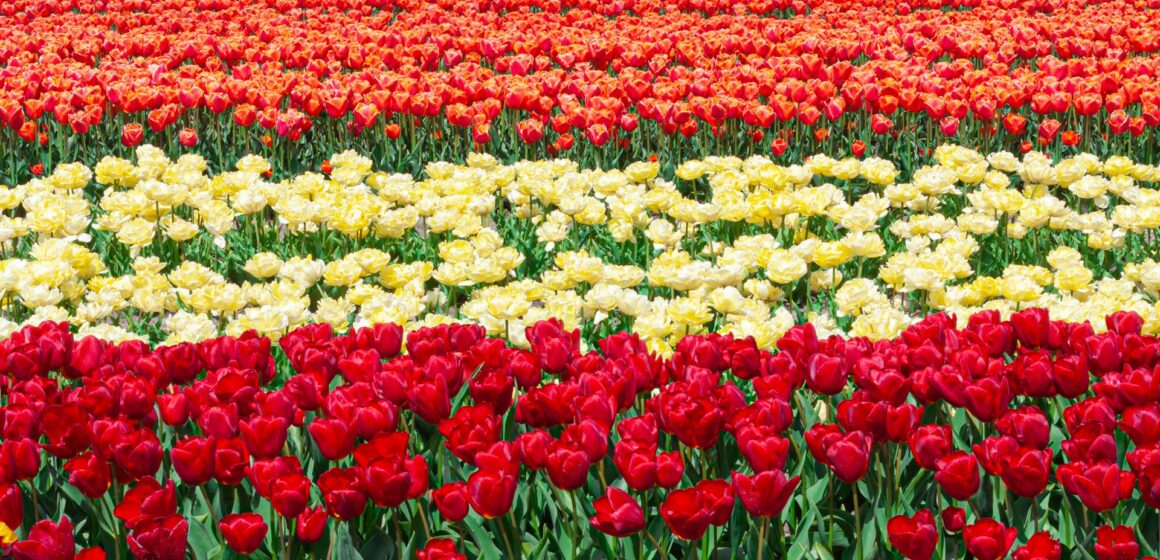 Rota das tulipas: descubra onde encontrar as flores mais famosas da Holanda