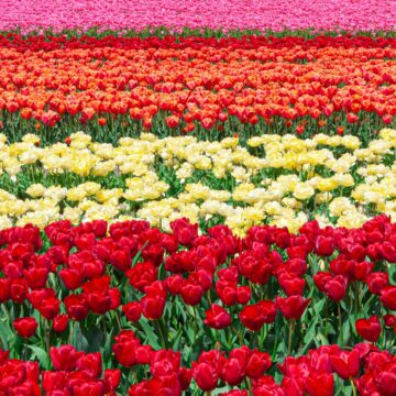 Rota das tulipas: descubra onde encontrar as flores mais famosas da Holanda