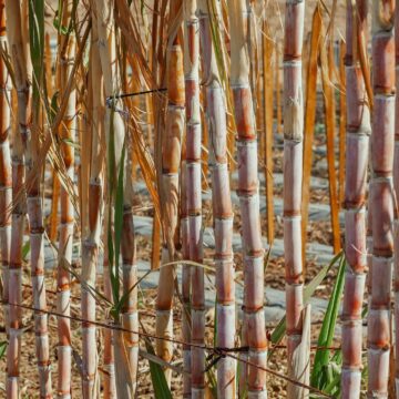 pexels-kindelmedia-7457175 Moagem de cana no centro-sul do Brasil registra leve alta em maio