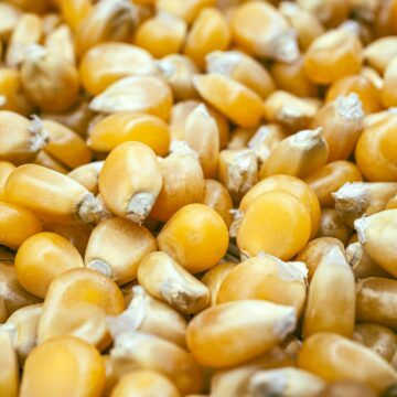 daniela-paola-alchapar-HRFDmqfmH5Y-unsplash Exportação de milho do Brasil cresce e atinge 4,51 milhões de toneladas em julho