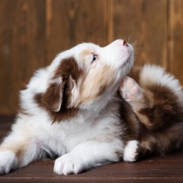 filhotecachorrosecocando-1024x683-1 4 principais tipos de coceiras em cachorros